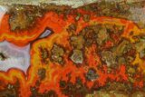 4.2" Polished Plume Agate Section - Karouchen, Morocco - #129504-1